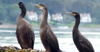 Wildlife along the shore